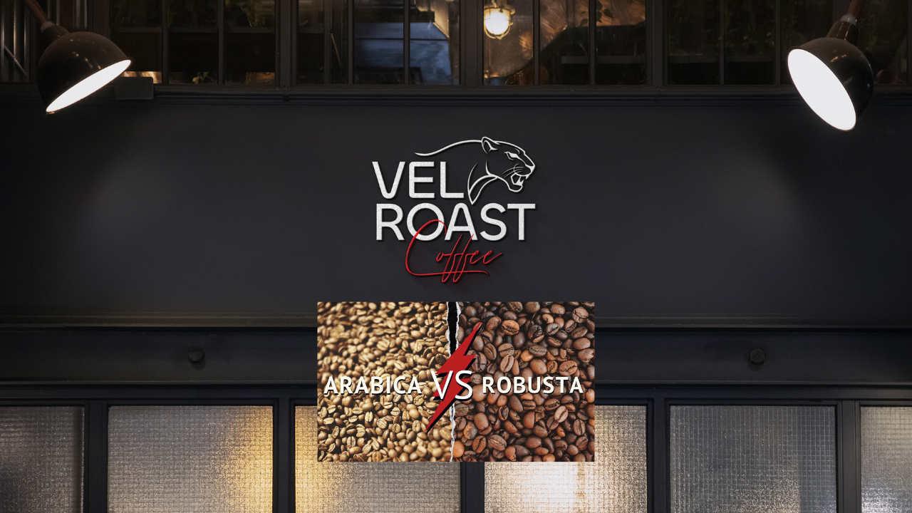 Arabica vs Robusta: What Most Coffee Drinkers Don’t Truly Understand